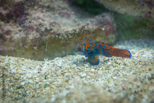 Small tropical fish Mandarinfish close-up photo