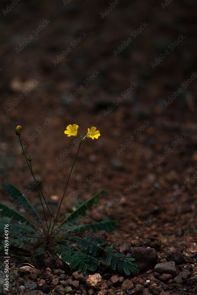 Biophytum sensitivum Biophytum sensitivum
