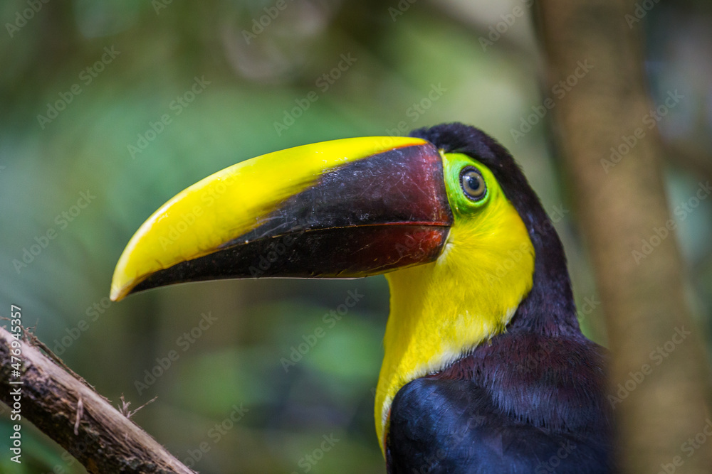 beautiful costa rican chestnut mandibled toucan , manuel antonio beautiful costa rican chestnut mandibled toucan , manuel antonio