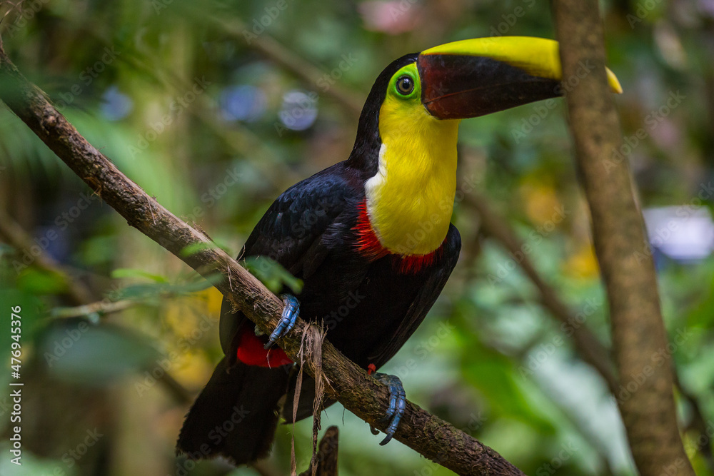 Fototapeta premium beautiful costa rican chestnut mandibled toucan , manuel antonio