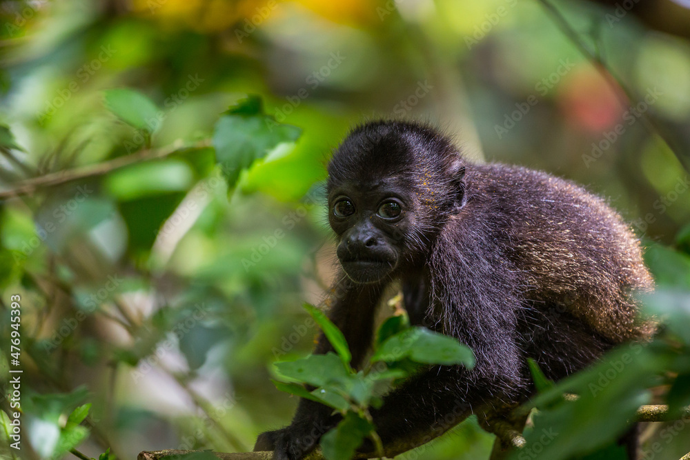 Obraz premium A young howler monkey