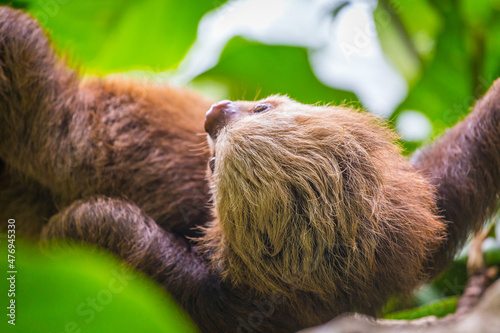 Sloth in a tree Puerto Viejo, Costa Rica. photo
