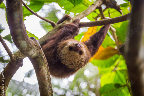 Sloth in a tree Puerto Viejo, Costa Rica. photo