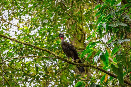 View of a Crested Guan perched on a tree branch in the rain forest of Costa Rica