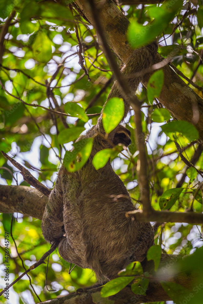 Sloth in a tree Manuel Antonio, Costa Rica. Sloth in a tree Manuel Antonio, Costa Rica.