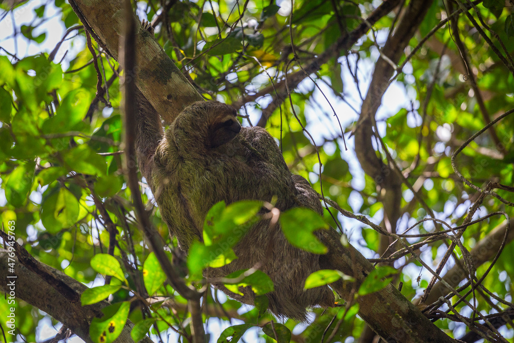 Sloth in a tree Manuel Antonio, Costa Rica. Sloth in a tree Manuel Antonio, Costa Rica.