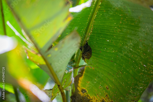 Bat hanging under banana leaf photo