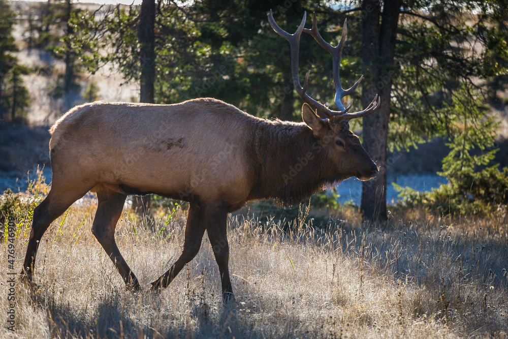 Male Elk with full set of antlers walking through forrest in early morning light Male Elk with full set of antlers walking through forrest in early morning light