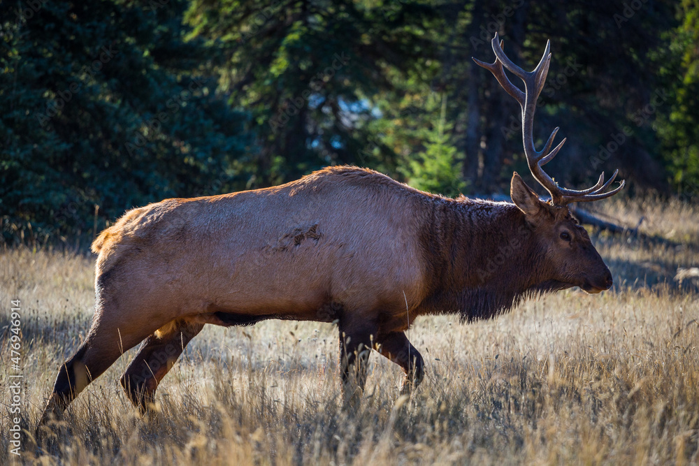 Male Elk with full set of antlers walking through forrest in early morning light Male Elk with full set of antlers walking through forrest in early morning light