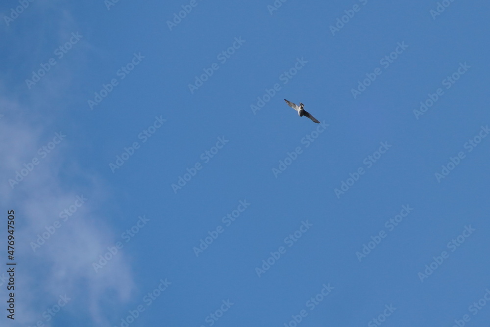 eurasian sparrow hawk in the sky
