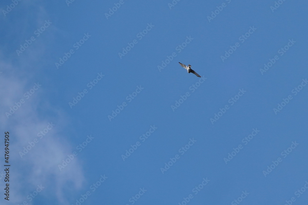 eurasian sparrow hawk in the sky eurasian sparrow hawk in the sky