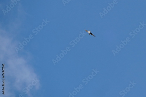 eurasian sparrow hawk in the sky