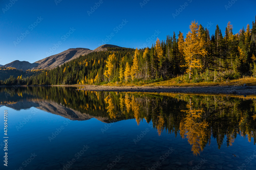 beautiful larch trees on the lake side and reflections in the water in fall, Assiniboine, Canada