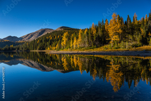 beautiful larch trees on the lake side and reflections in the water in fall, Assiniboine, Canada © Pavel