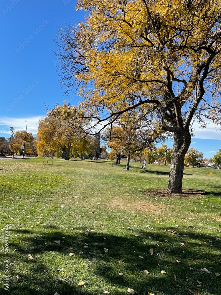 Fototapeta premium autumn in the park