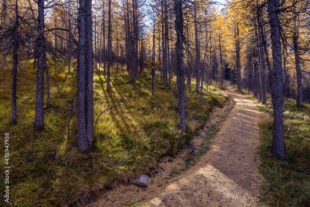 Fototapeta premium Path through larch forrest in autumn. Assiniboine, Canada