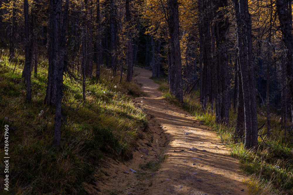 Path through larch forrest in autumn. Assiniboine, Canada