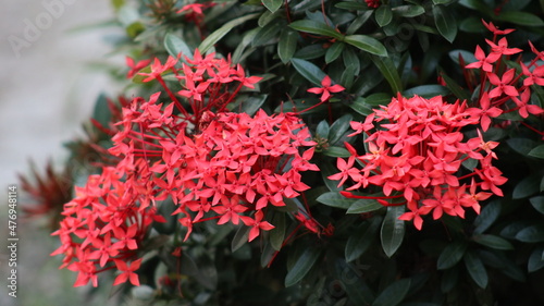 red Ixora flowers in a garden