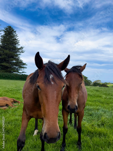 Two brown horse portraits standing on the green grass, Kiama, New South Wales, Australia © Olivia Zhou