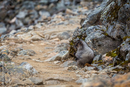 Marmot on the rock