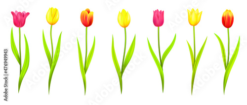 Set of tulips in different shades and colors, spring flowers for holiday cards for March 8, weddings and decorations. Tulips for International Women's Day, gifts. Isolated tulips on white background. 