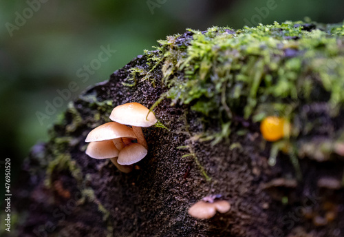 small mushrooms on a mossy log