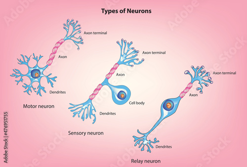 Basic types of human neuron