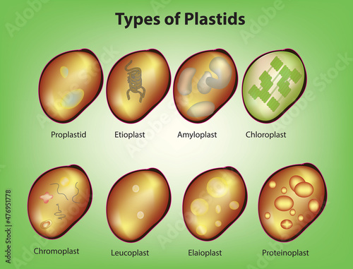 Biological illustration of plastids   photo