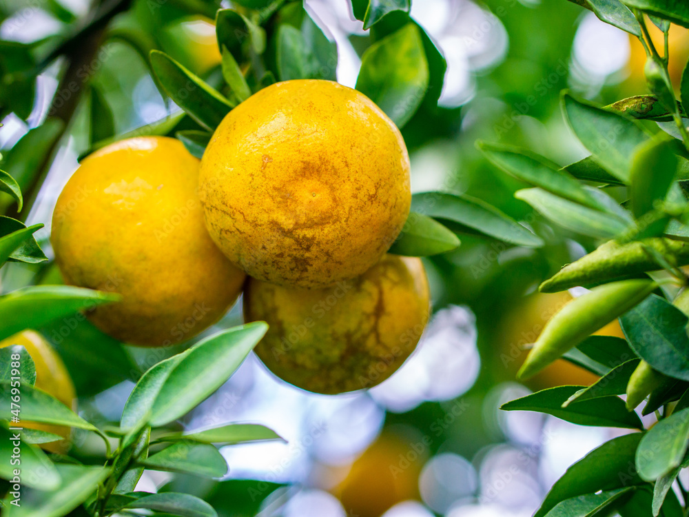 Ripe oranges hanging on orange trees, in orange orchards, vitamin C orange trees