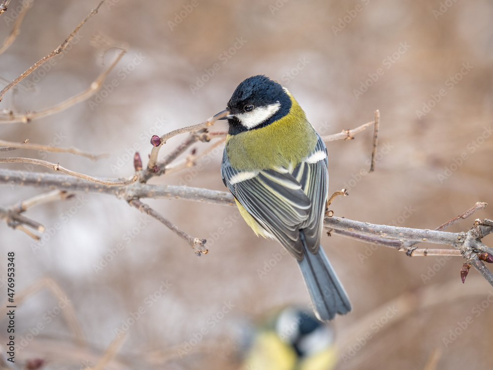 Naklejka premium Cute bird Great tit, songbird sitting on a branch without leaves in the autumn or winter.