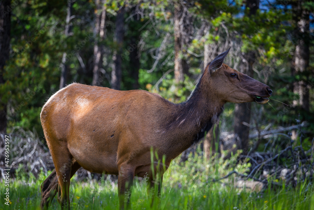 Elk Caribou female in Jasper National Park, AB - close up Elk Caribou female in Jasper National Park, AB - close up