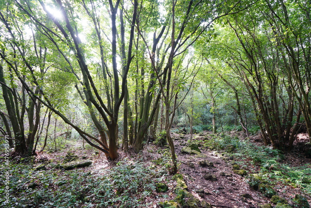 Fototapeta premium a fascinating winter forest in the sunlight