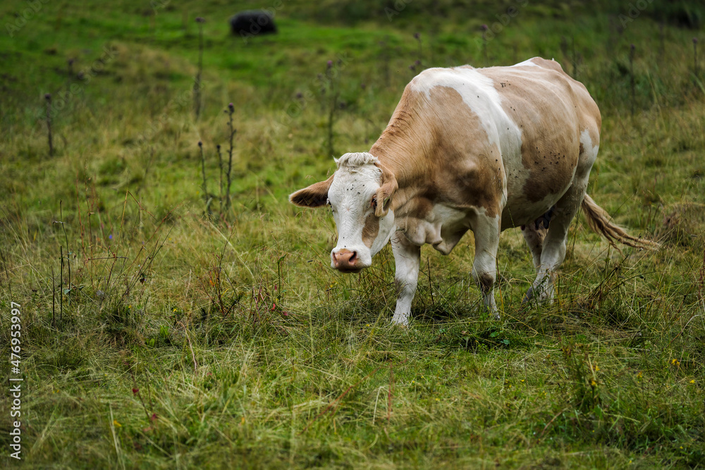 Fototapeta premium Cows on Alpine Pasture
