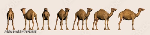 3d render of camel from different angles to use in vfx and post movie production projects, Matte painting of Ship of Desert camel