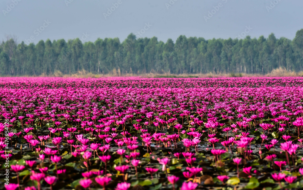 Beautiful Nature of Many pink and red Lotus flowers in Big swamp like flowers of Landscapes on Backgrounds