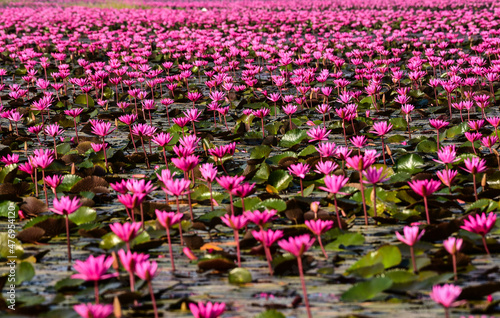 Beautiful Nature of Many pink and red Lotus flowers in Big swamp like flowers of Landscapes on Backgrounds