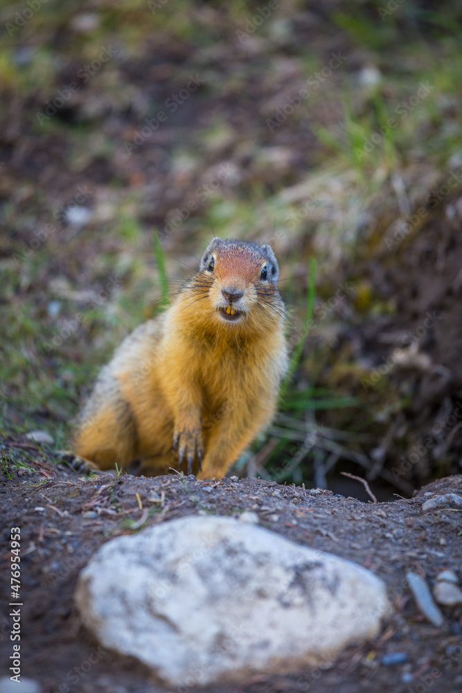 Ground squirrel found in Banff National Park. Ground squirrel found in Banff National Park.