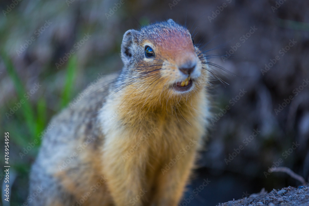Fototapeta premium Ground squirrel found in Banff National Park.