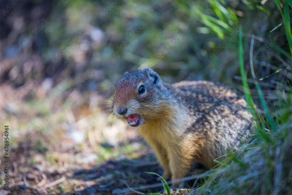 Ground squirrel found in Banff National Park. Ground squirrel found in Banff National Park.