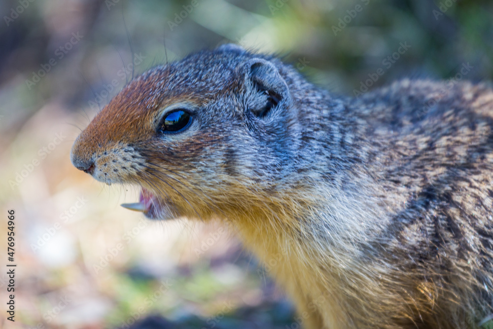 Ground squirrel found in Banff National Park. Ground squirrel found in Banff National Park.