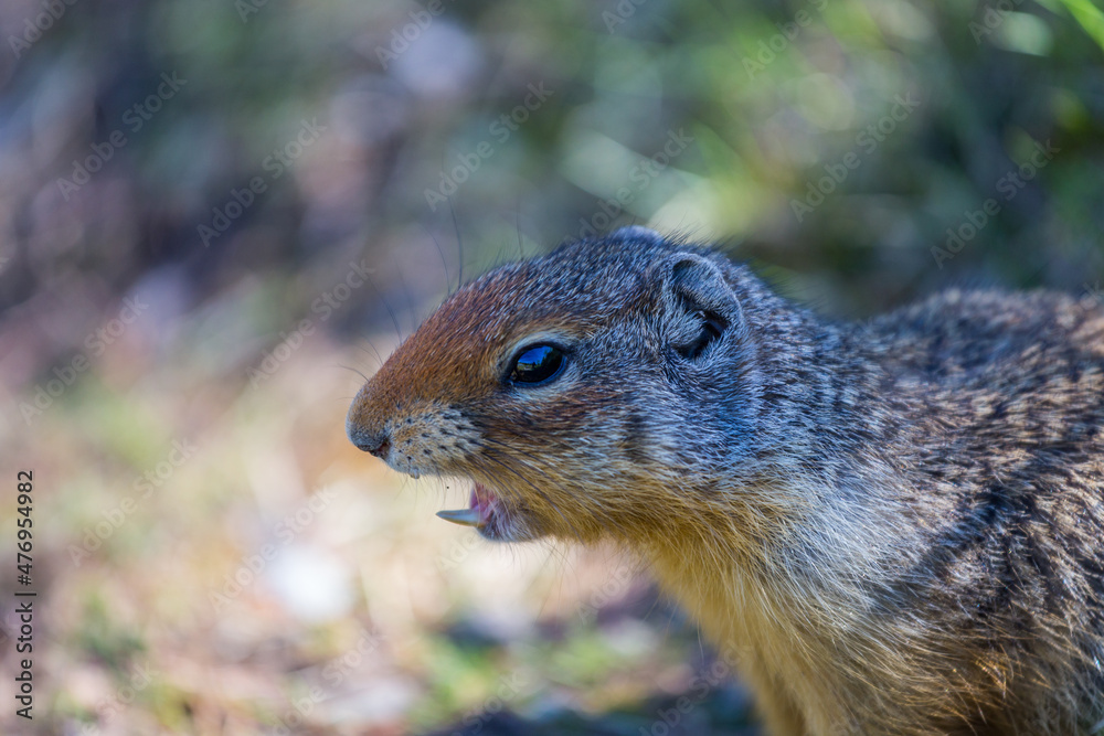 Ground squirrel found in Banff National Park.