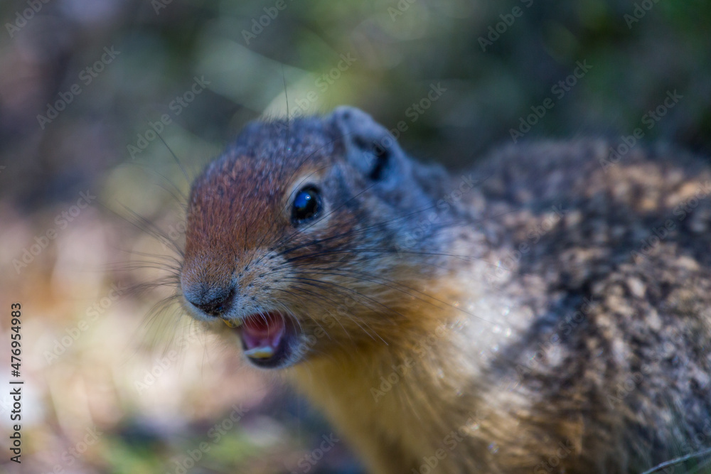 Ground squirrel found in Banff National Park. Ground squirrel found in Banff National Park.
