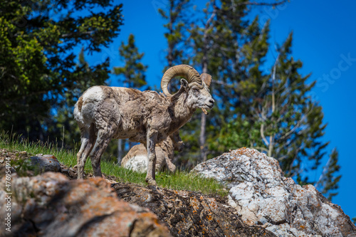 Mountain Bighorn Sheep on Lake Minnewanka, Alberta, Canada