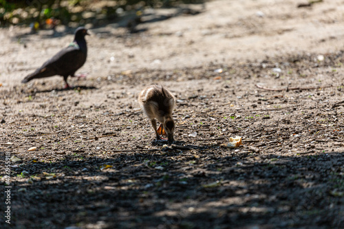 Young egyptian geese in a park © rninov