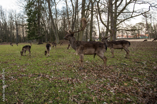 Fototapeta Naklejka Na Ścianę i Meble -  Fallow deer in woods
