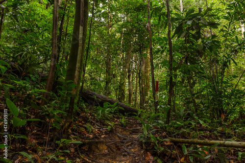 A pathway in jungle  Mulu  Borneo