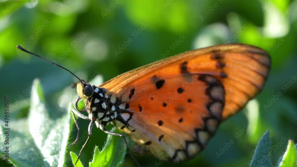 Orange butterfly feeding on lovely yellow flowers in blur garden background, Butterfly collecting pollen at yellow flower. Orange butterfly feeding on lovely yellow flowers in blur garden background, Butterfly collecting pollen at yellow flower.