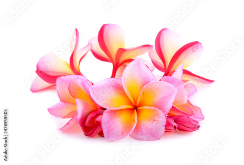 frangipani flowers isolated on white background