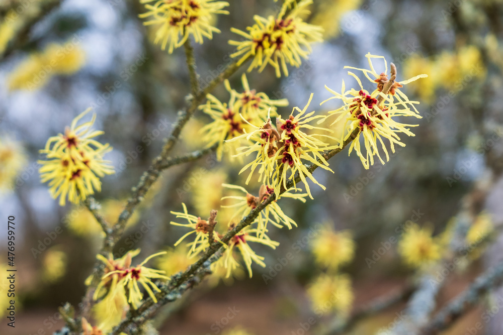 Blooming witch hazel in springtime Blooming witch hazel in springtime