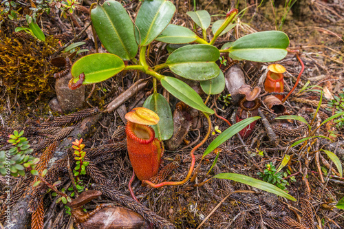Pitcher plant endemic to Borneo, Nepenthes villosa